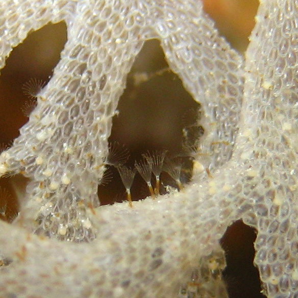 Колония мшанок. Колония мшанок.