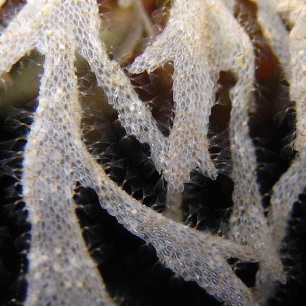 Колония мшанок. Колония мшанок.