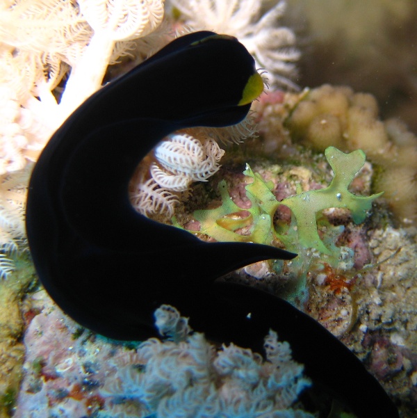 Щитоголовый слизень Желтогубая хелидонура