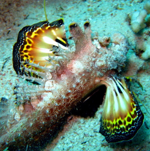 Нитеперый морской дракон