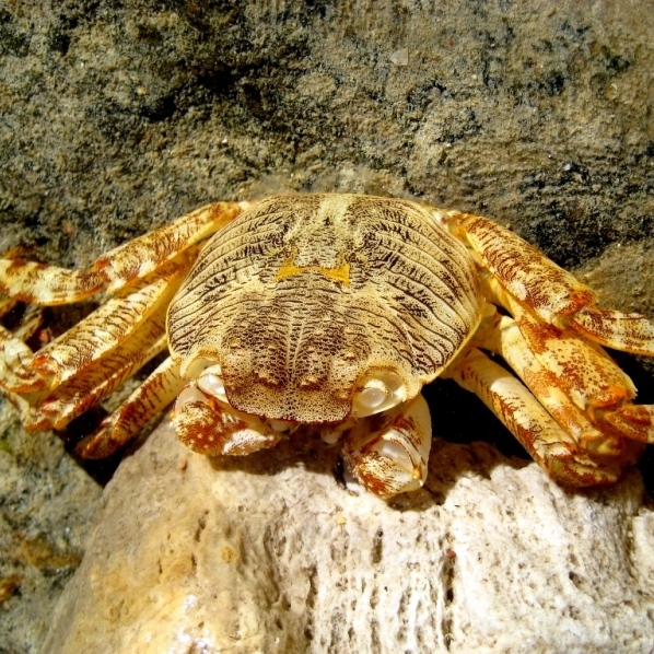 Краб в прибойной луже.