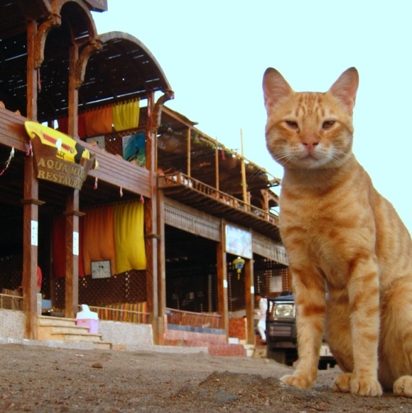 Дахаб, Бу Хол. Дахаб, Бу Хол.