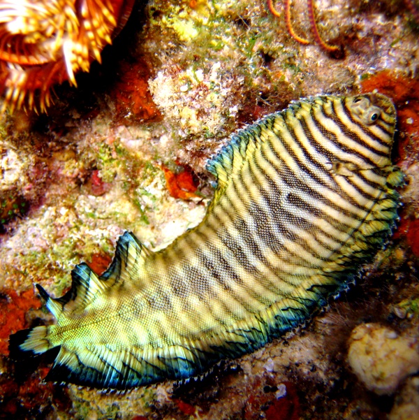 Морской язык. Морской язык.