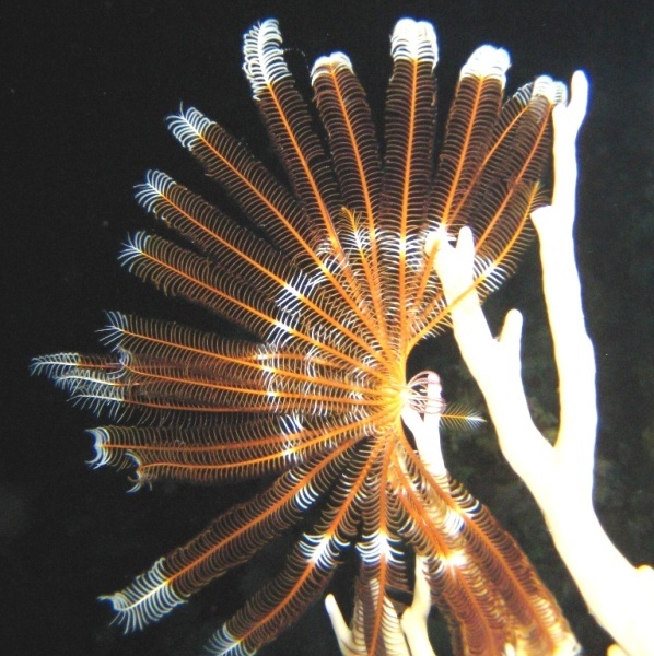 Морская лилия.