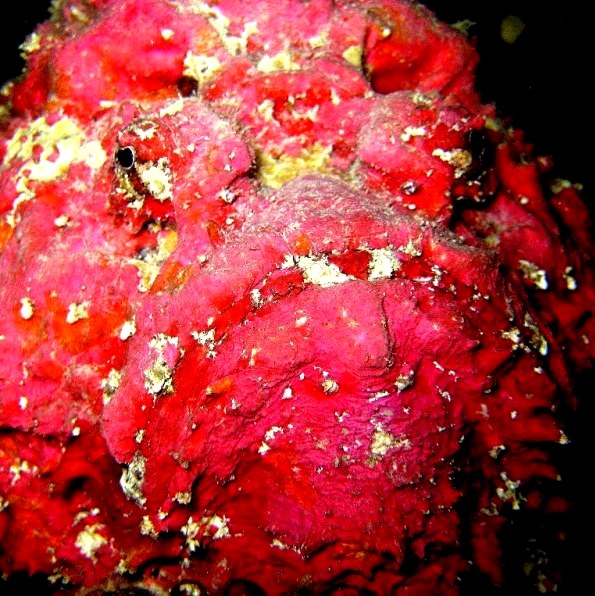 Бородавчатка. Бородавчатка.