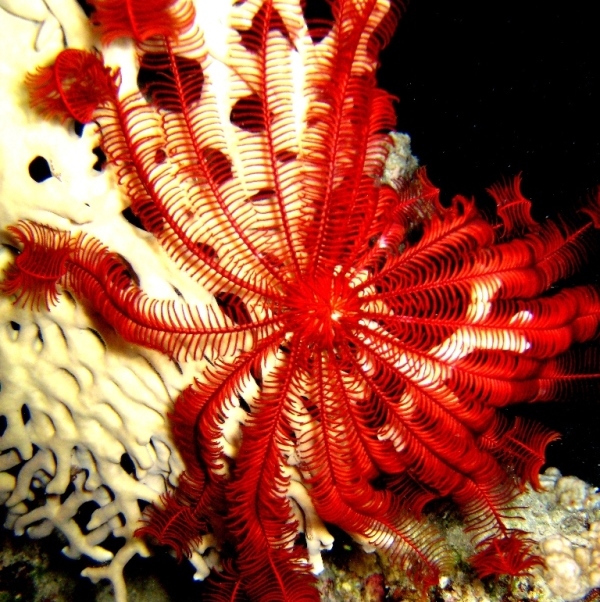 Морская лилия. Морская лилия.