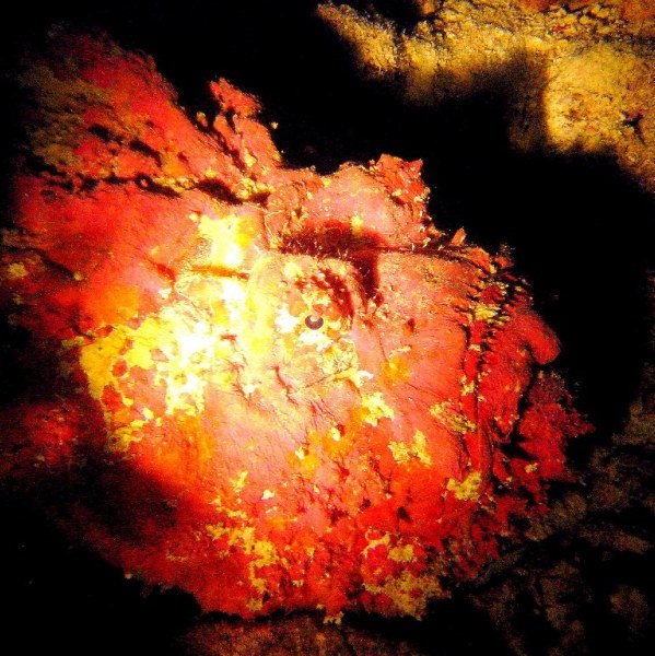 Бородавчатка.