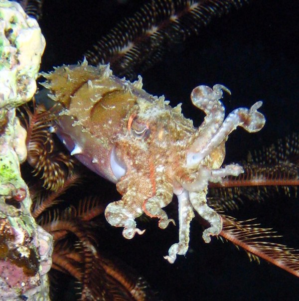 Каракатица. Каракатица.