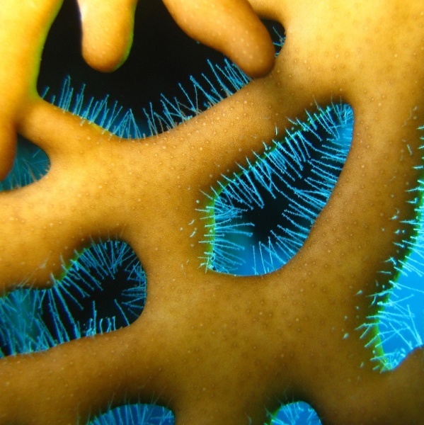 Колония гидроидов Огненный Коралл.