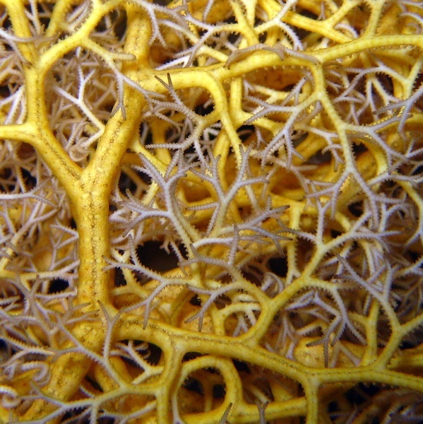 Офиура Горгоноцефал свернула свои ветви в луче света.