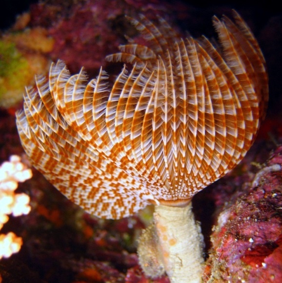 Индийский трубчатый червь.