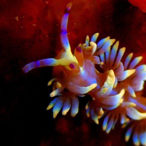 Голожаберный моллюск Большой Дракон. Голожаберный моллюск Большой Дракон.