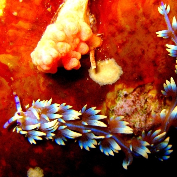 Голожаберный моллюск Большой Дракон. Голожаберный моллюск Большой Дракон.