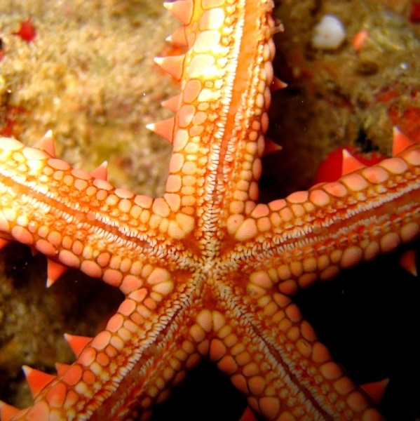 Египетская морская звезда (нижняя сторона). Египетская морская звезда (нижняя сторона).