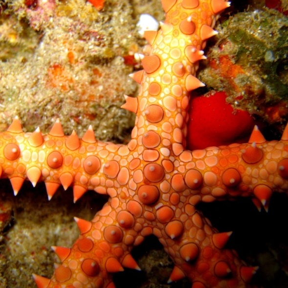 Египетская морская звезда. Египетская морская звезда.