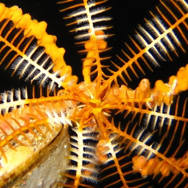 Десятилучевая морская лилия на горгонариевом коралле. Десятилучевая морская лилия на горгонариевом коралле.