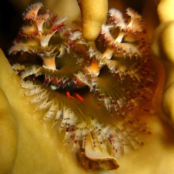 Трубчатый червь. Трубчатый червь.