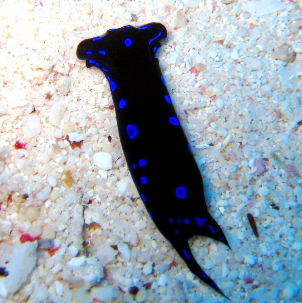 Щитоголовый слизень. Щитоголовый слизень.