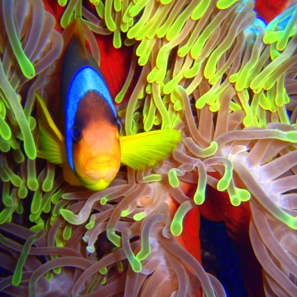 Красноморский Амфиприон в Великолепной Ковровой актинии.
