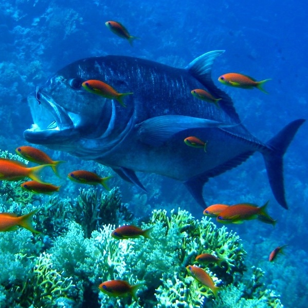 Гигантский Каранкс на чистке. Гигантский Каранкс на чистке.