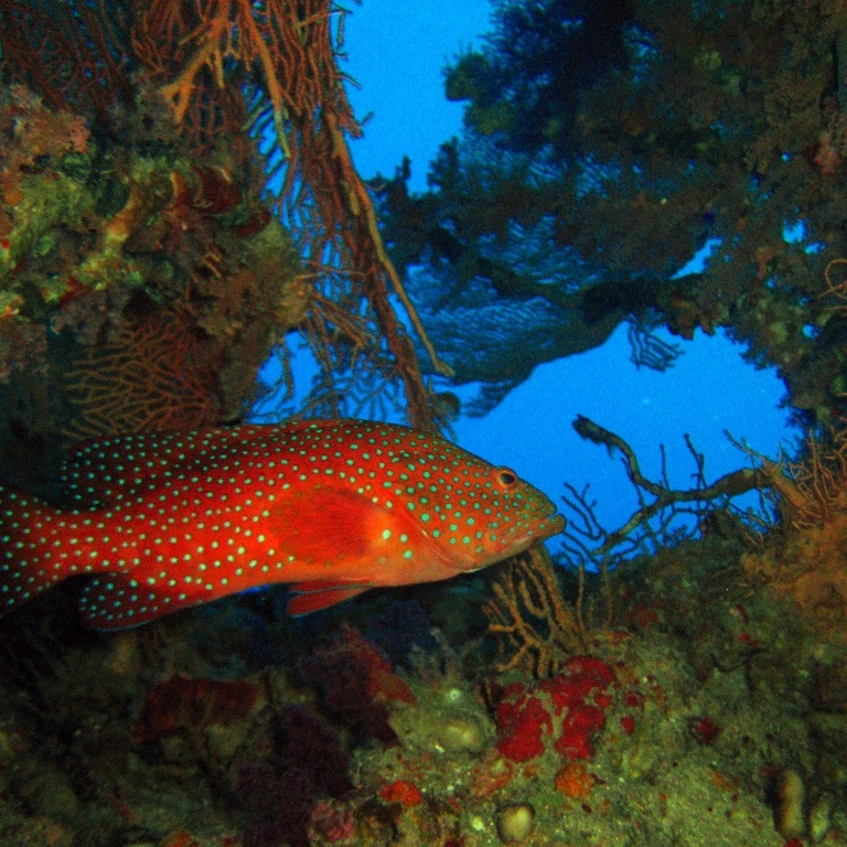 Коралловый группер в дневном укрытии.