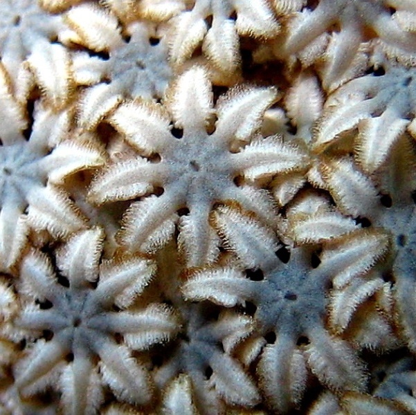 Коралл Органчик.