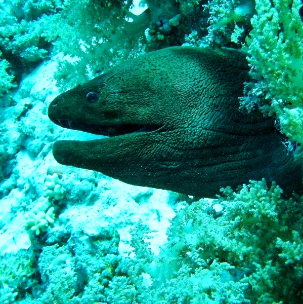 Гигантская мурена. Гигантская мурена.