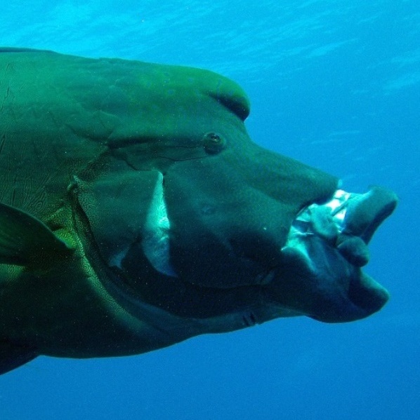 Зевающий Наполеон. Зевающий Наполеон.