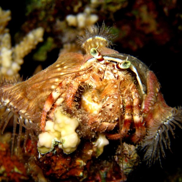 Рак-отшельник.