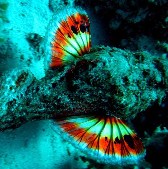 Дьявольский скорпенопсис обозначает себя. Дьявольский скорпенопсис обозначает себя.