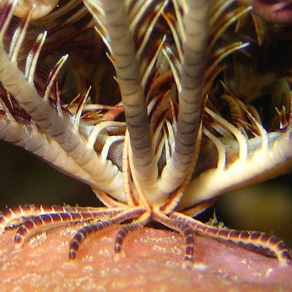 "Корни" морской лилии.