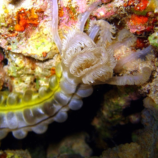 Тоже кстати голотурия.