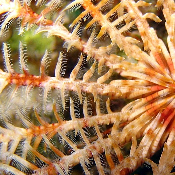 "Реснички" морской лилии.