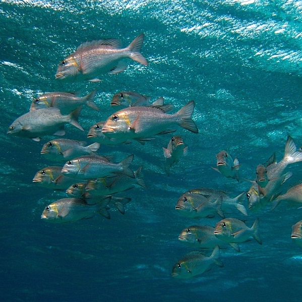 Короткорылые пентаподы. Короткорылые пентаподы.