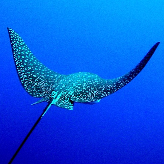 Скат-орляк.