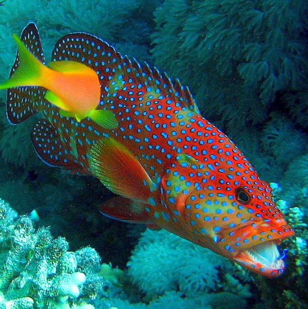 Коралловый групер чистит зубы. Коралловый групер чистит зубы.