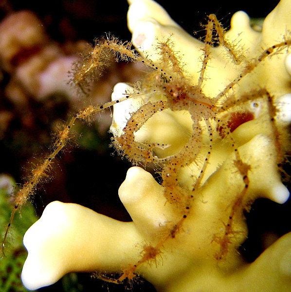 Шипастый краб-паук.