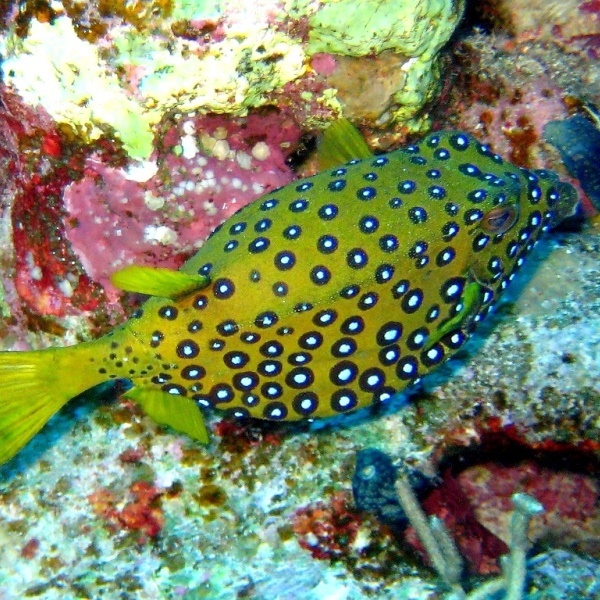 Кузовок, кстати самочка. Кузовок, кстати самочка.