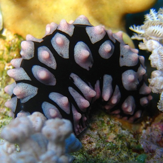 Голожаберный моллюск.