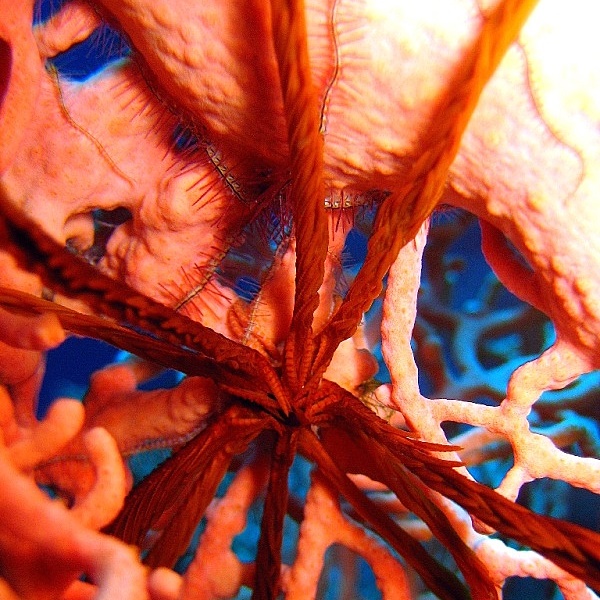 Десятилучевая лилия и офиура на сетке горгонарии.