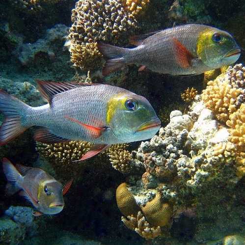 Короткорылые пентаподы.