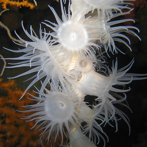 Ночные актинии. Ночные актинии.