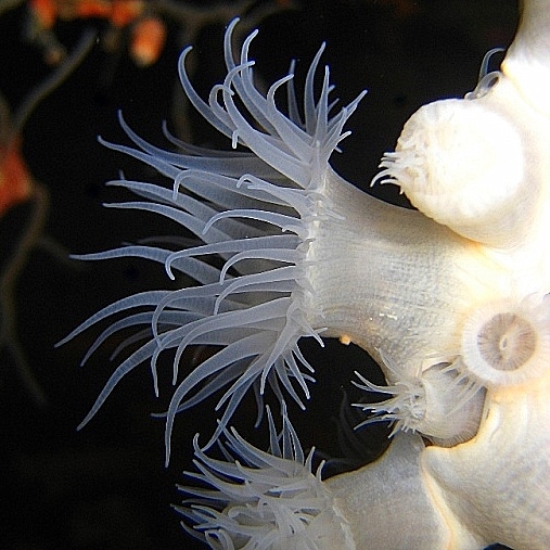 Ночные актинии.