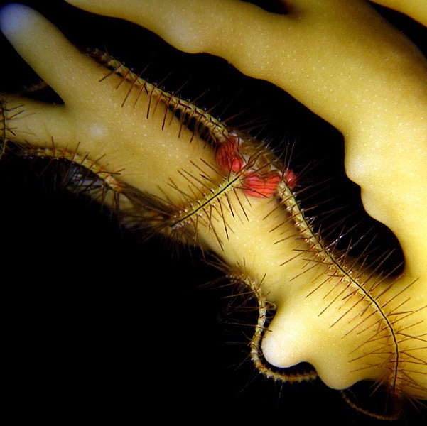 Офиура на Огненном коралле.