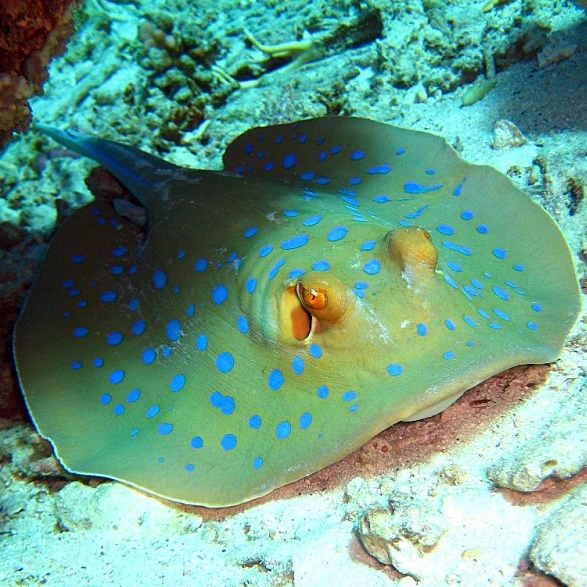 Сине-пятнистый скат-хвостокол