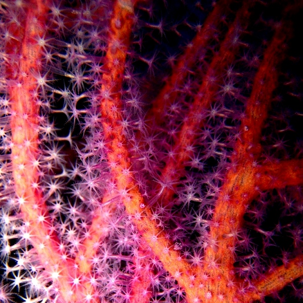 Горгонариевый мягкий коралл.