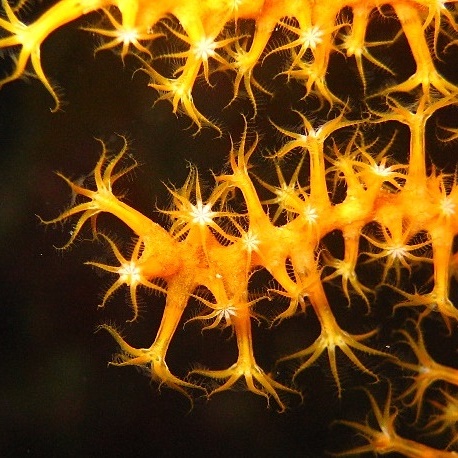 Горгонариевый мягкий коралл. Горгонариевый мягкий коралл.