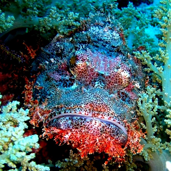 Плоскоголовый скорпенопс. Плоскоголовый скорпенопс.