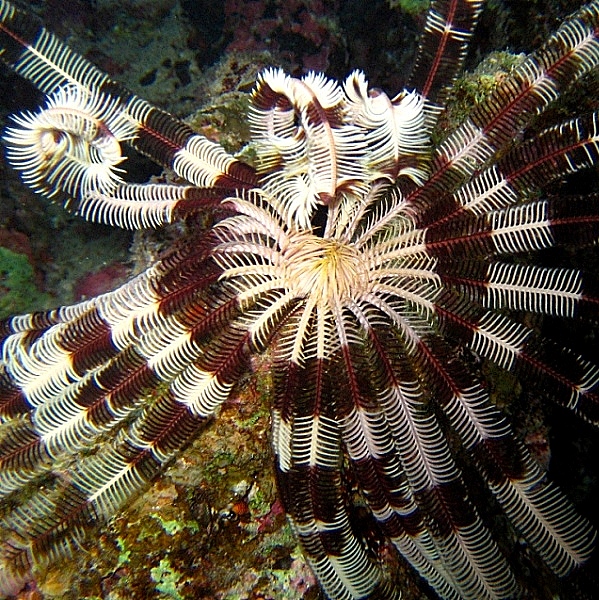 Морская лилия.