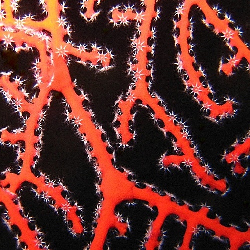 Горгонариевый мягкий коралл. Горгонариевый мягкий коралл.